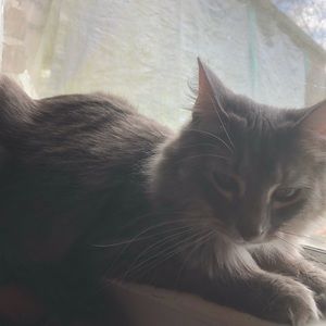 Meet your Posher, Alisa